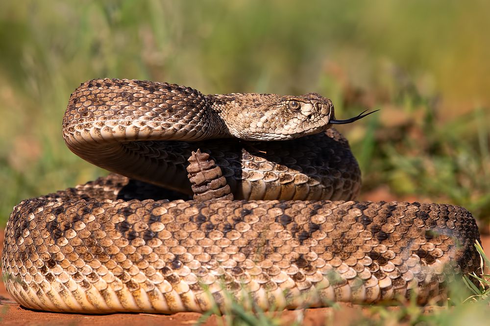 Техасский гремучник -Western diamondback rattlesnake