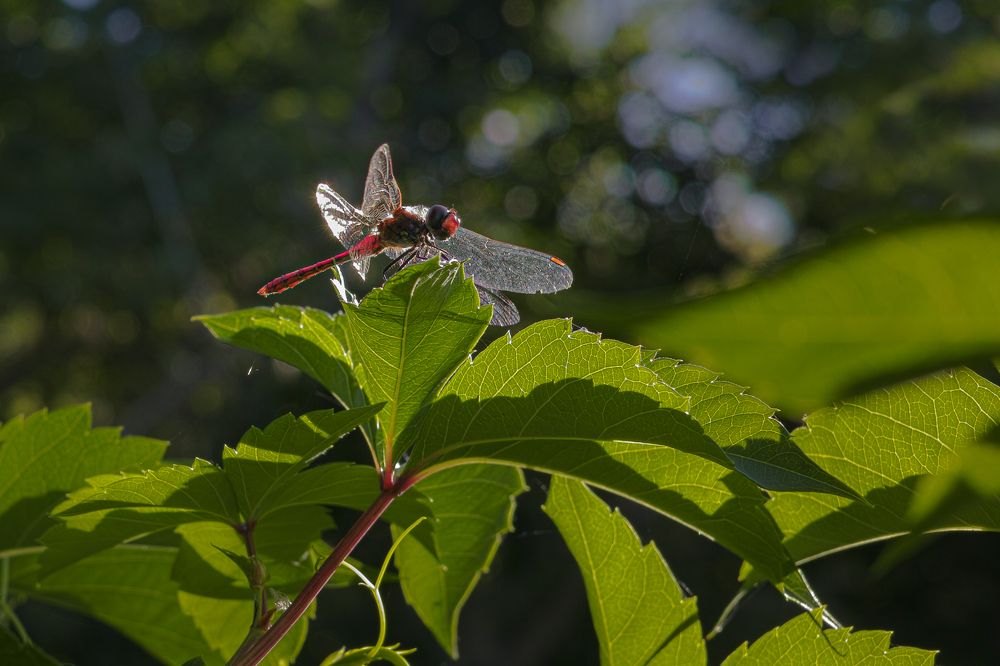 Присела отдохнуть
