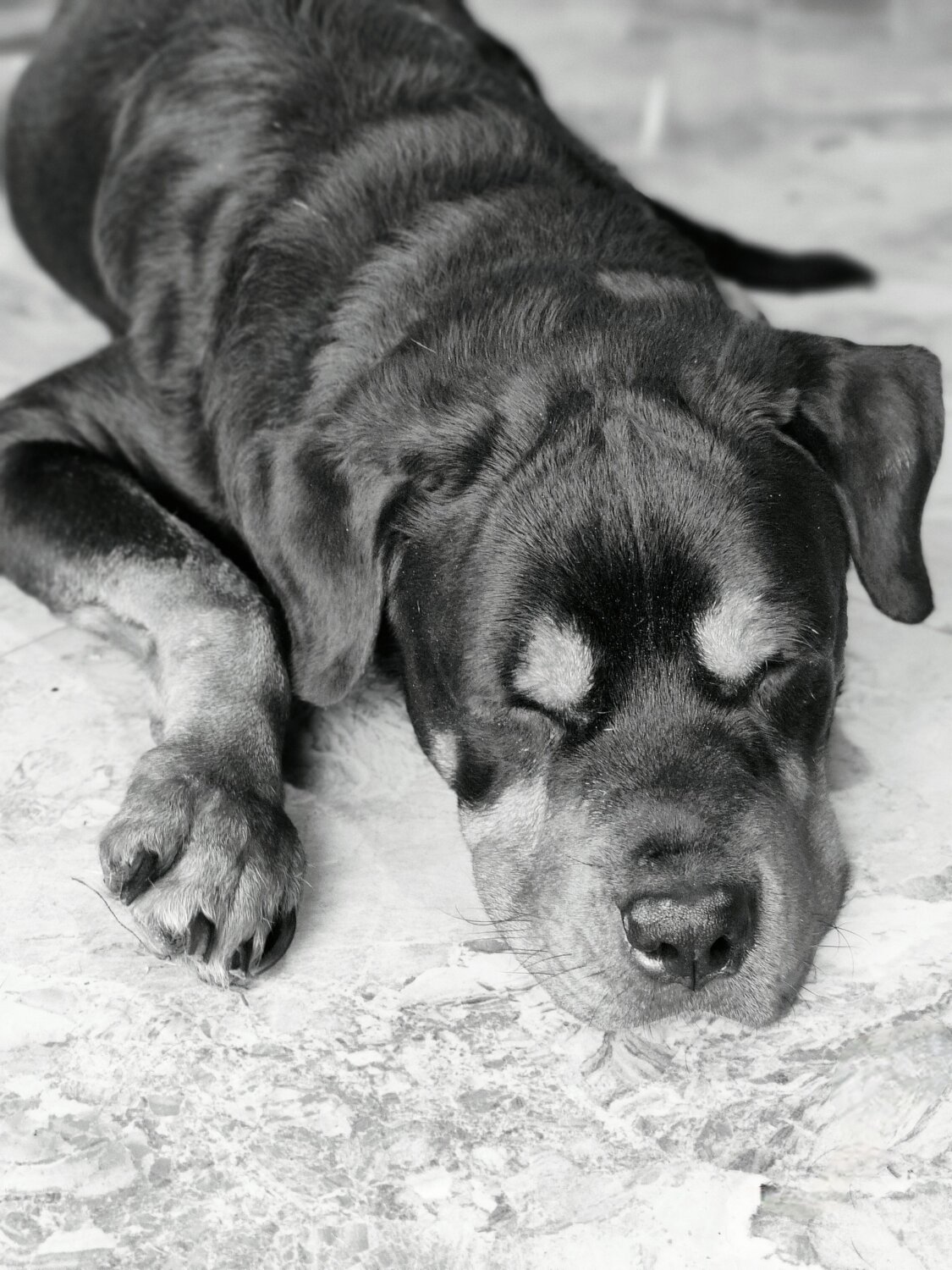 Photo #11589294