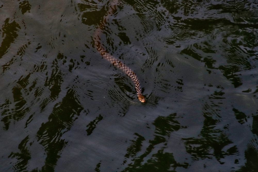 Фотография автора Washiful Majid