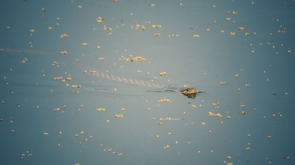 Фотография автора Washiful Majid