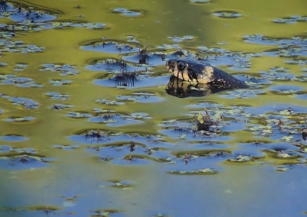 Фотография автора Роман Савоцкий