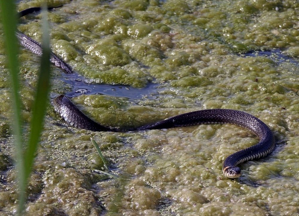 Фотография автора Роман Савоцкий