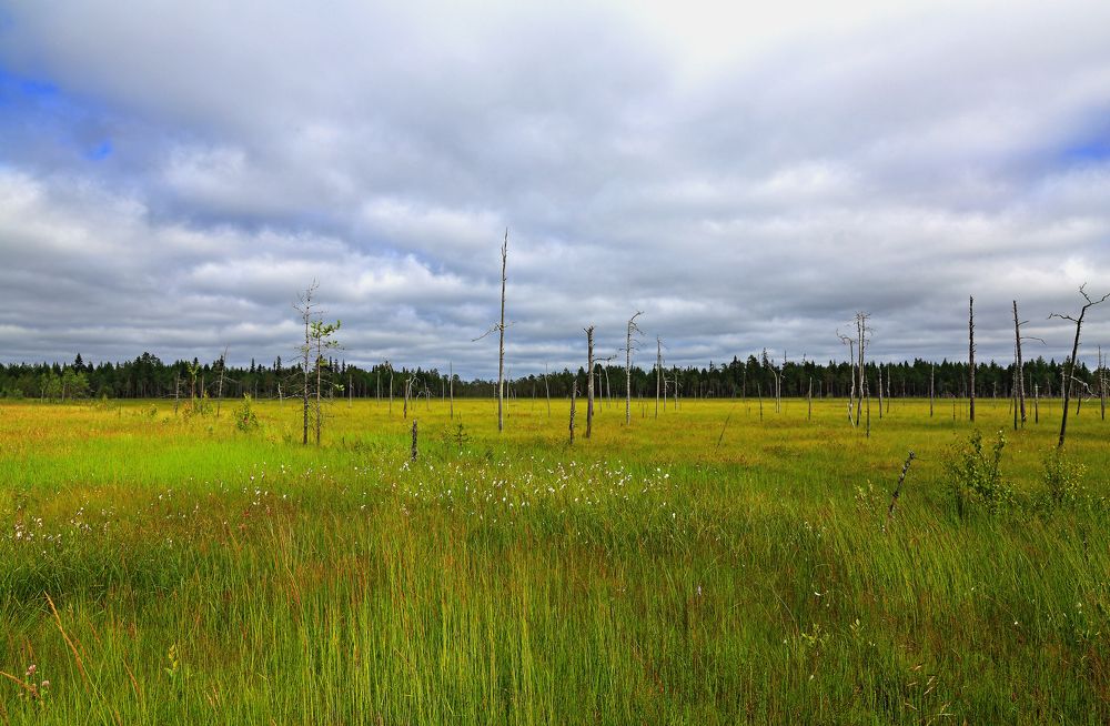 Карельские топи