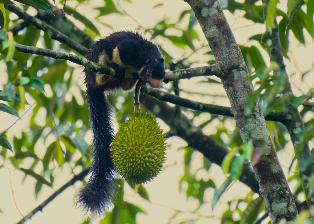 Фотография автора Anton Jeirin