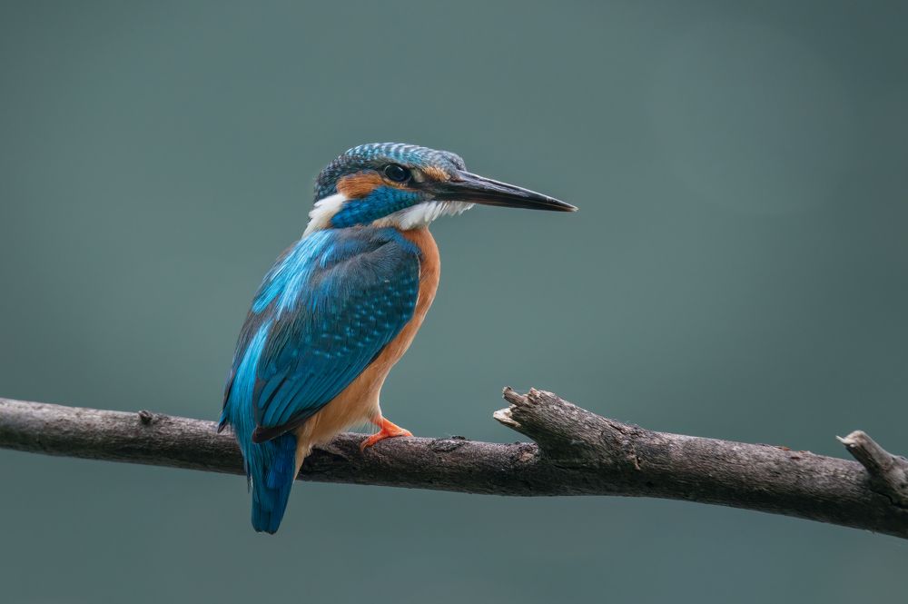 Photograph by Плеханов Александр