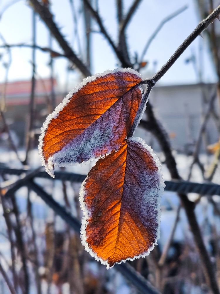 Фотография автора Алёна Подгорная