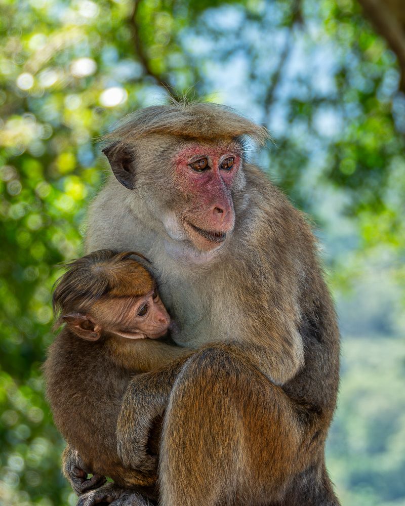 Материнская забота(цейлонский макак)