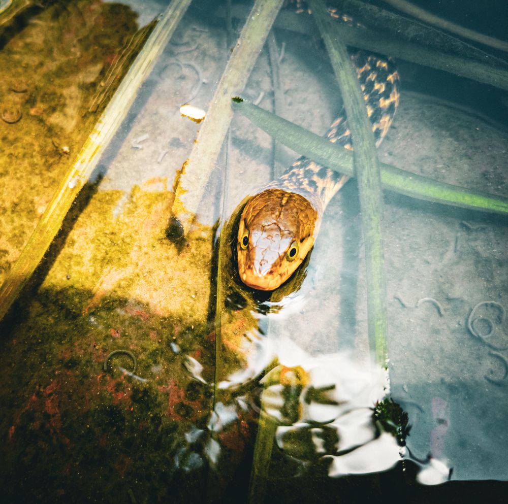 Photograph by Pritam Majumder