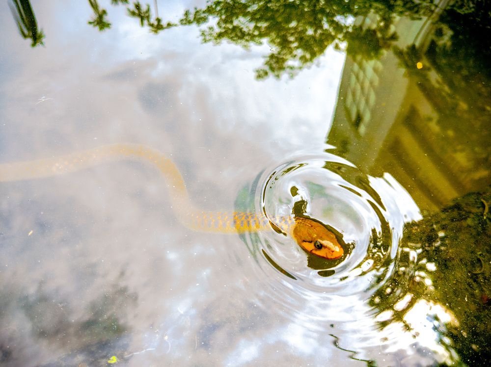 Photograph by Pritam Majumder