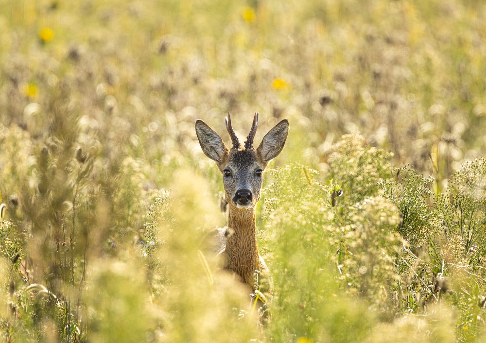 Photograph by Phillip Hoffmann