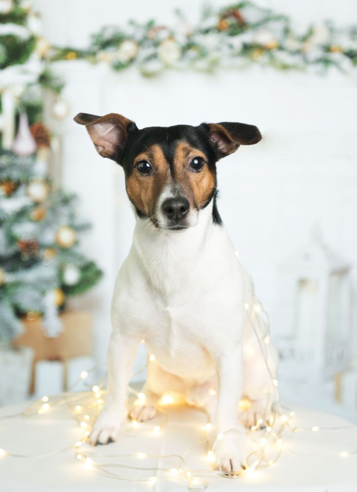 Фотография автора Василев Теодор