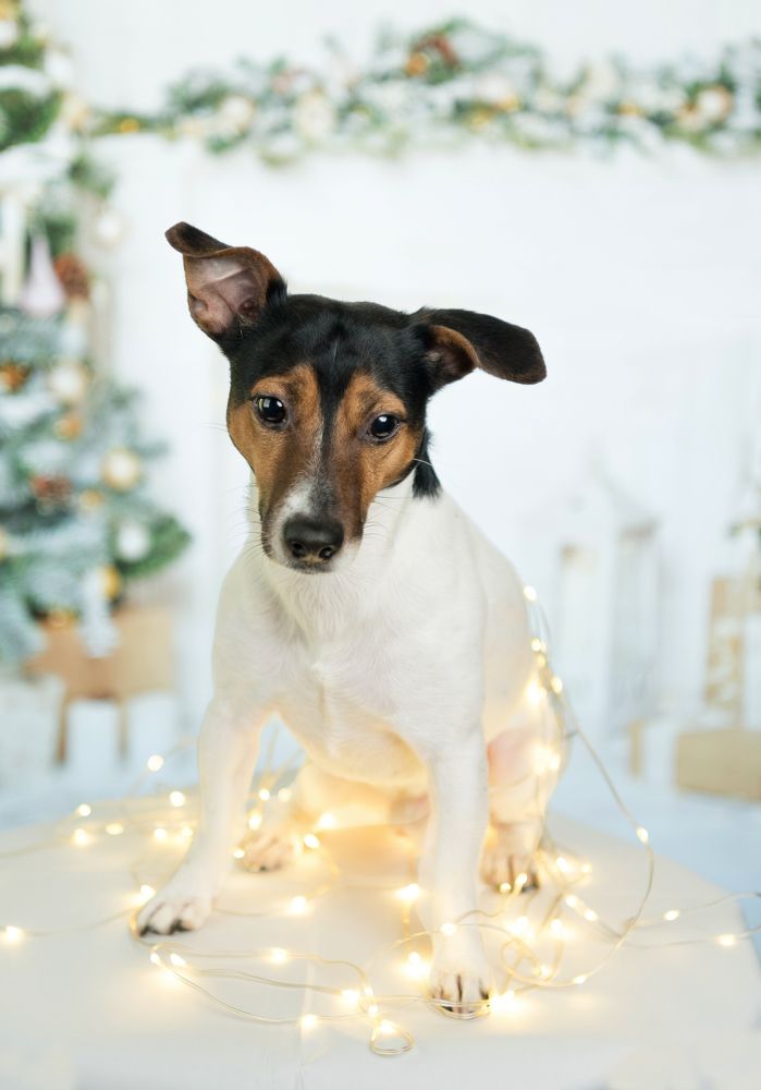 Фотография автора Василев Теодор