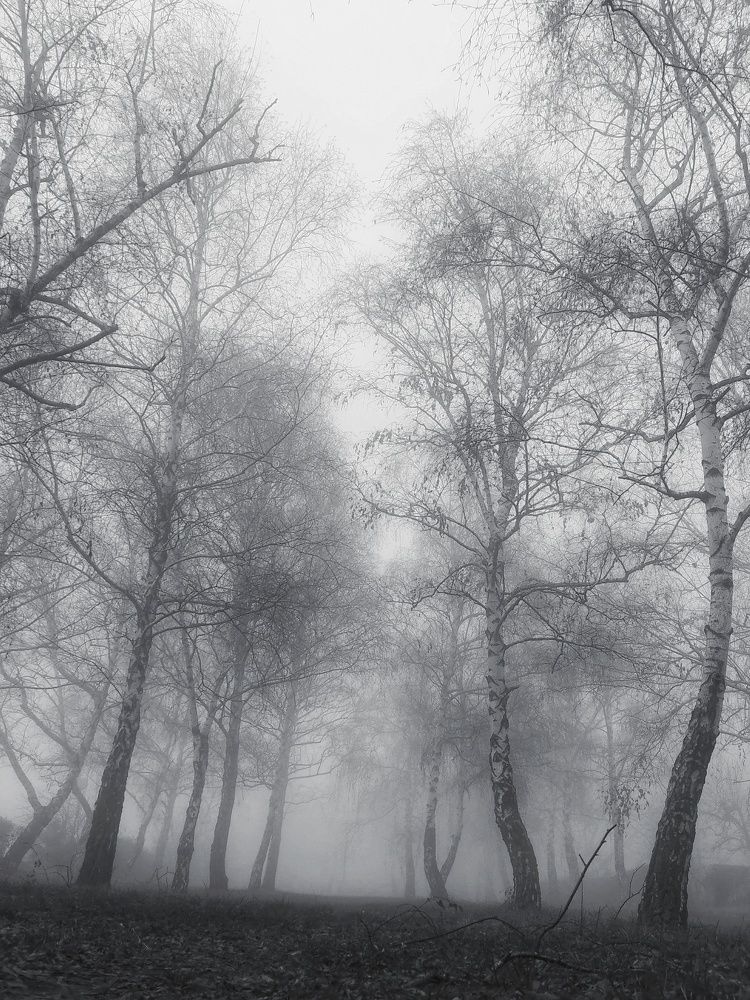 беле брезе у магли