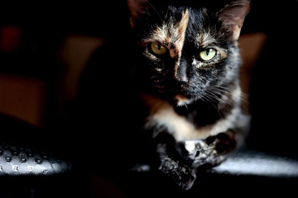 Фотография автора ОЛЬГА БУЛЫЧЕВА