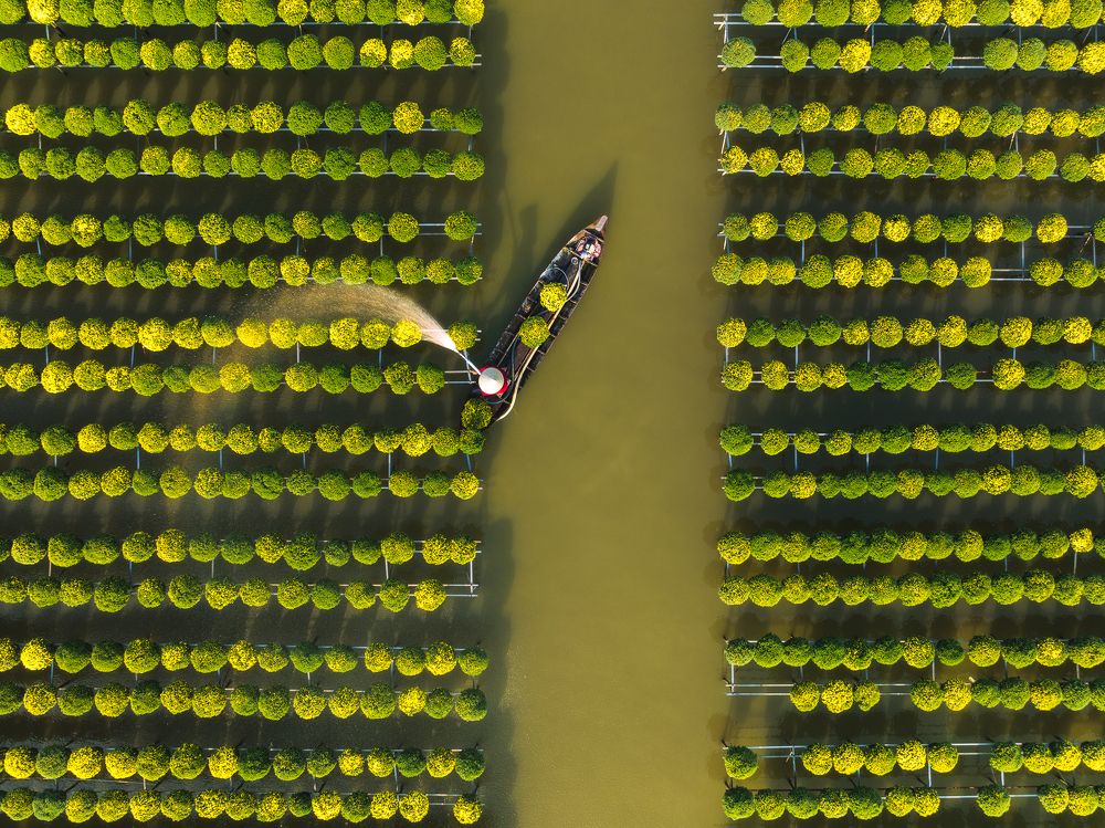 Harvesting Chrysanthemums