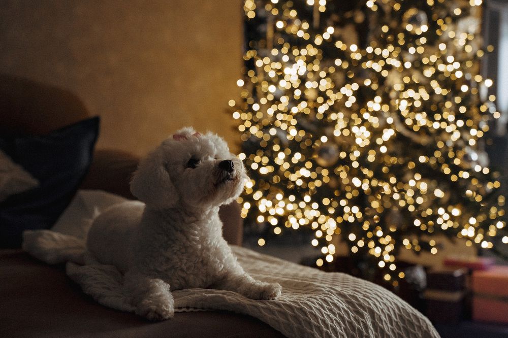 Photograph by Анна Бобкова