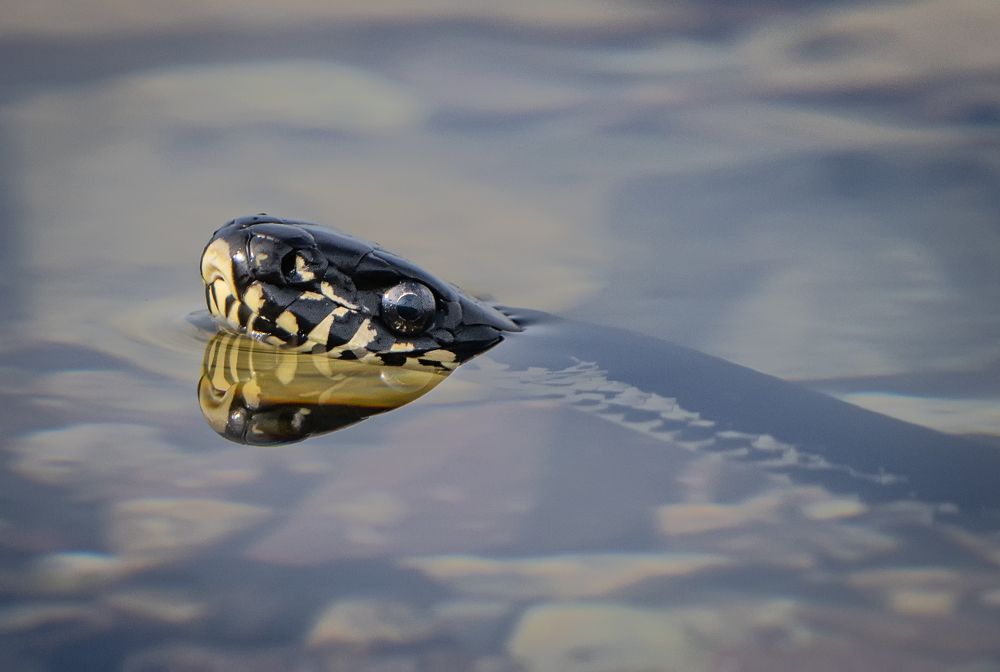 Photograph by Ольга Мусиенко