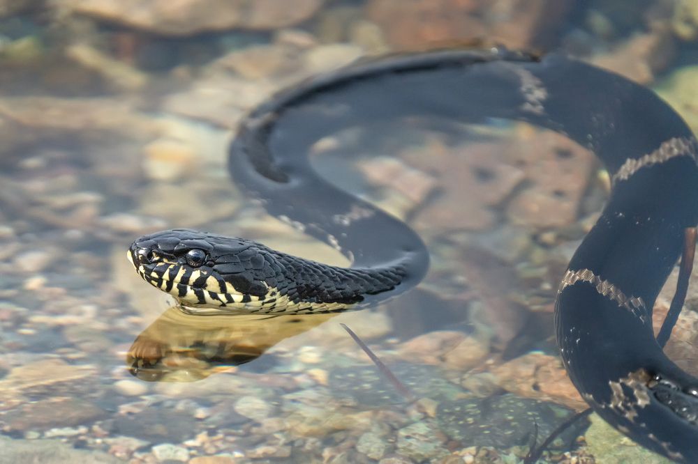 Photograph by Ольга Мусиенко