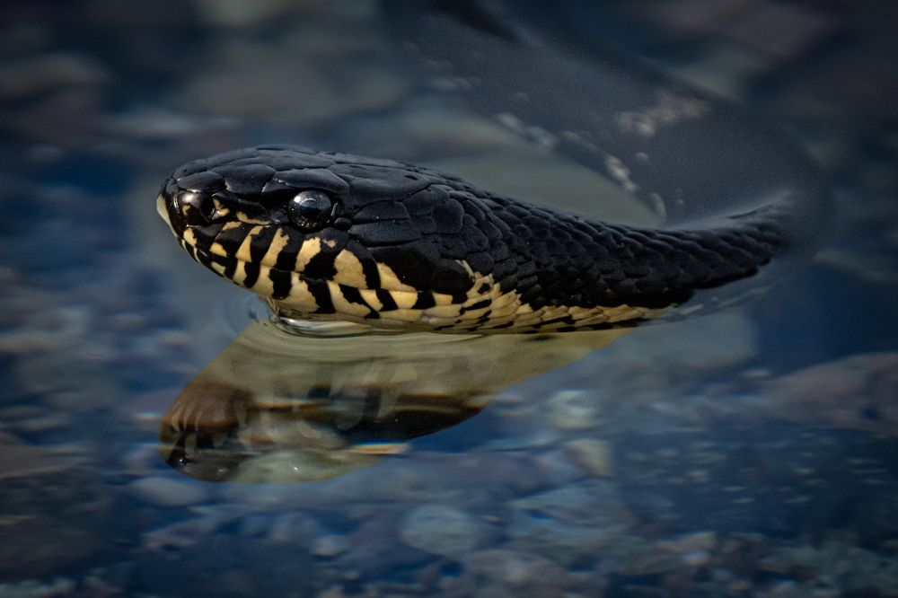 Photograph by Ольга Мусиенко