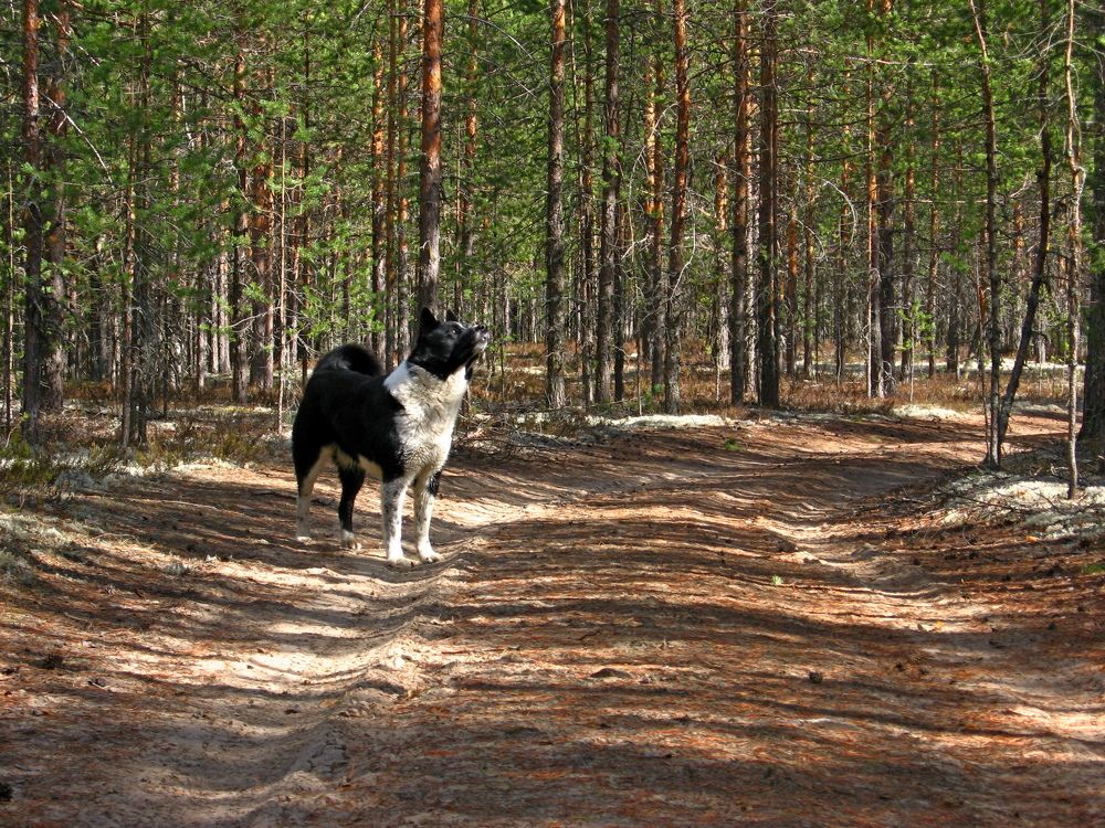 Photograph by Олег Малетин