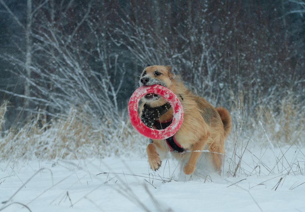 Photograph by Торопов Александр