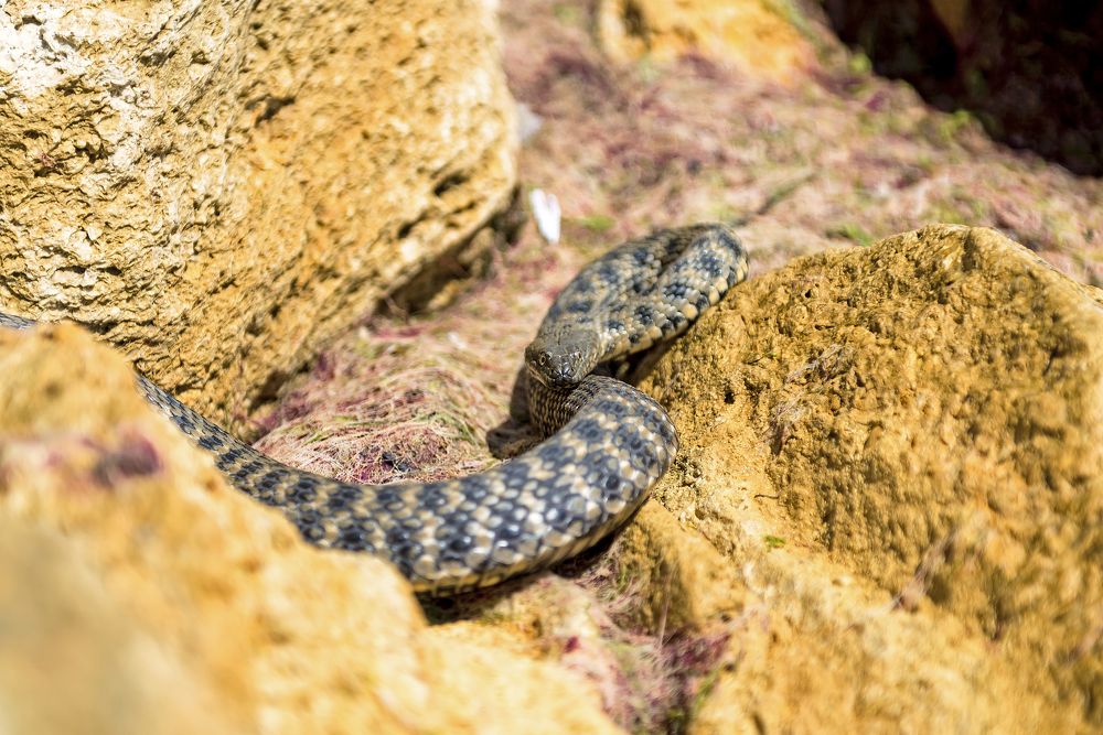 Фотография автора Ольга Тенилова