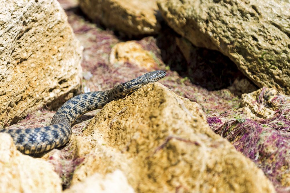 Фотография автора Ольга Тенилова
