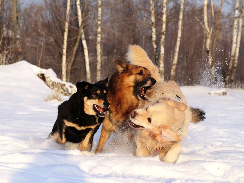 Photograph by Светлана Богомолова