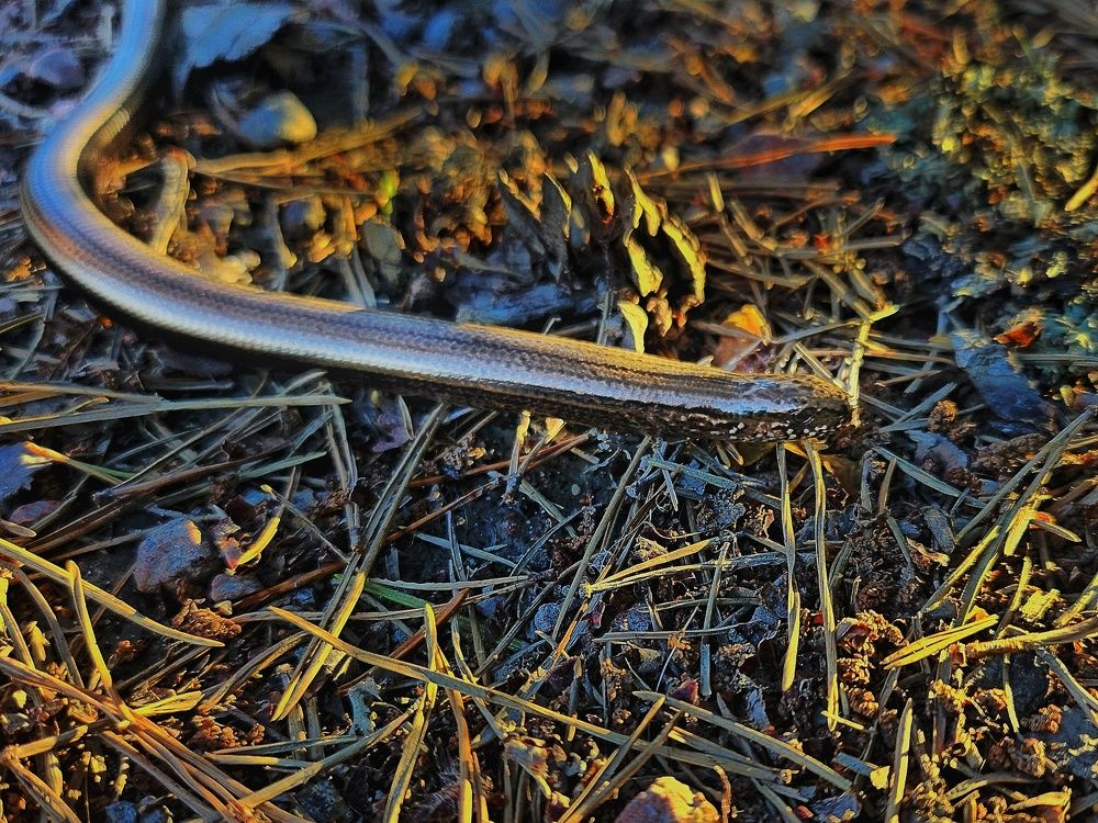 Фотография автора Paula Torrent