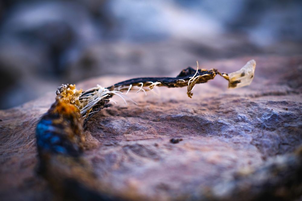 Photograph by mohammad mehdi pourorouj