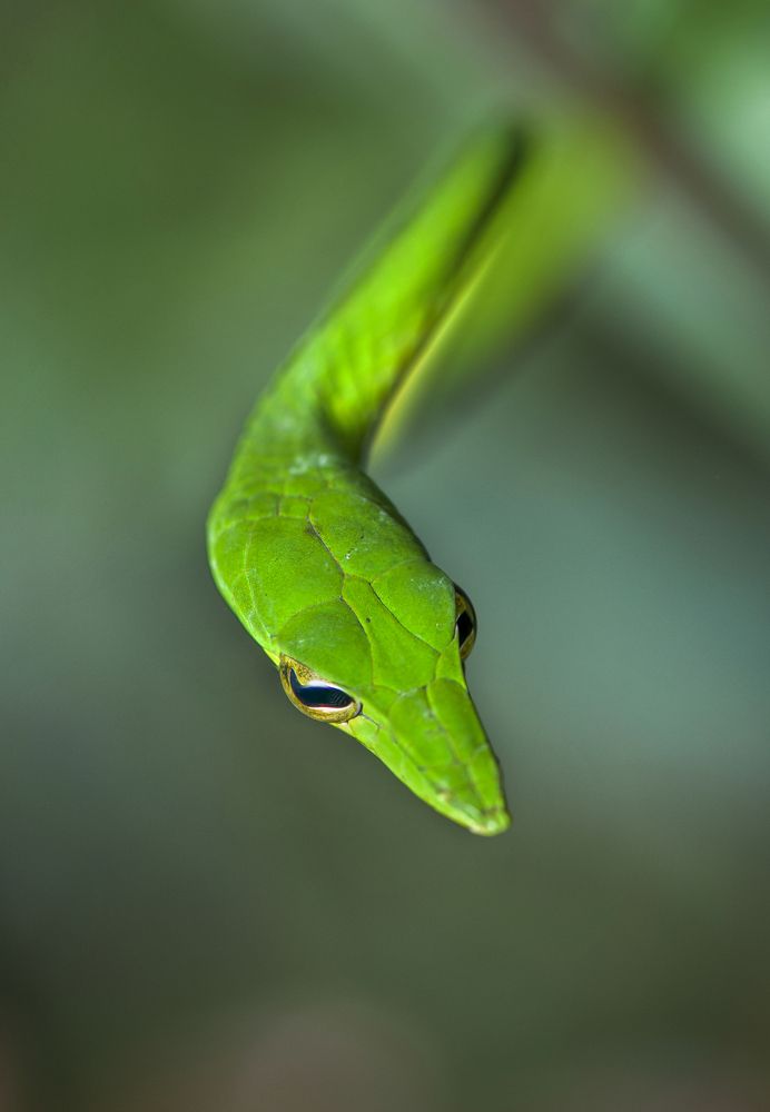 Photograph by Chamara Sulakkhana Polwatta Siriyalage