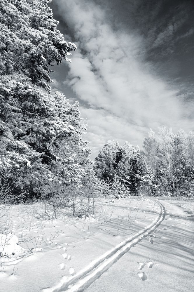 В белых нарядах с инеем