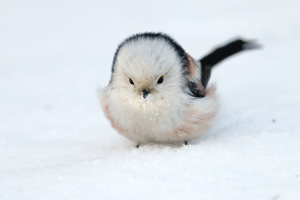 Ополовник (Длиннохвостая синица) [2]