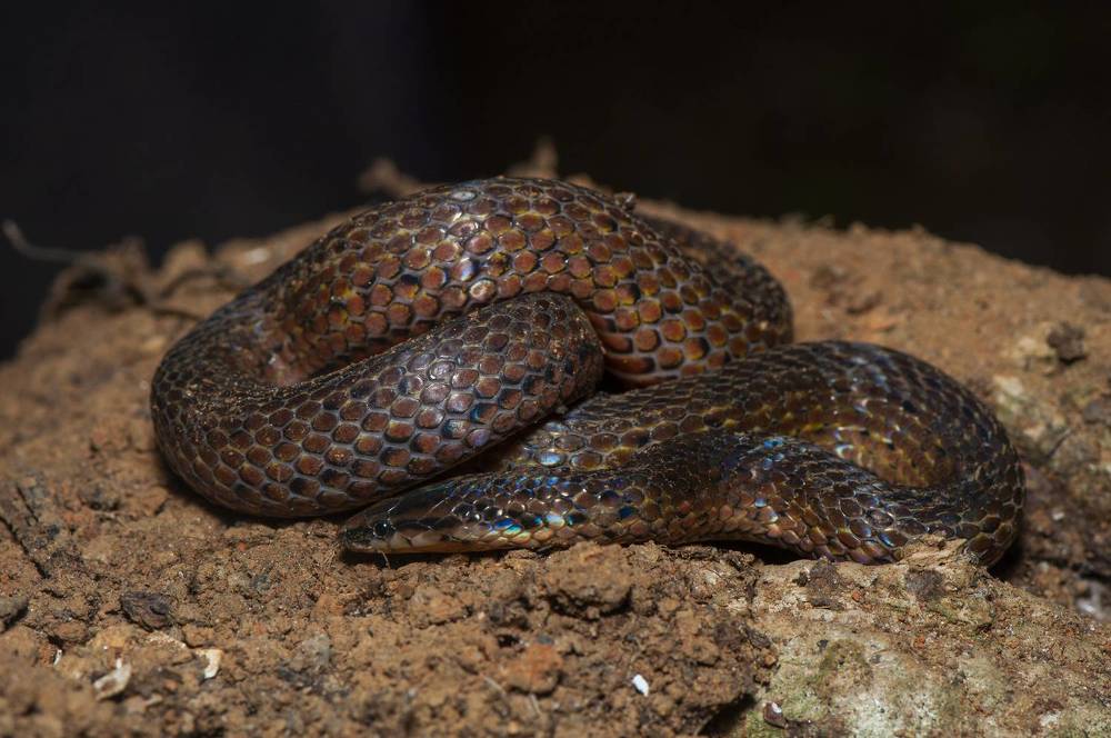 Photograph by Chamara Sulakkhana Polwatta Siriyalage