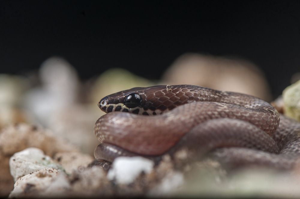 Photograph by Chamara Sulakkhana Polwatta Siriyalage