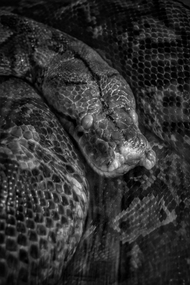 Фотография автора НАТАЛЬЯ СЕВЕР