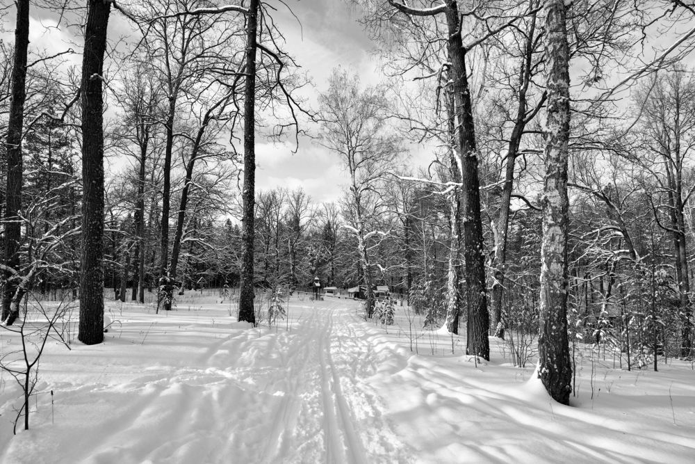 Меж берез и сосен