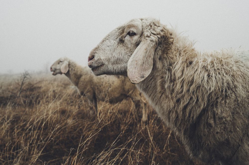 Фотография автора Oleg Suhenko
