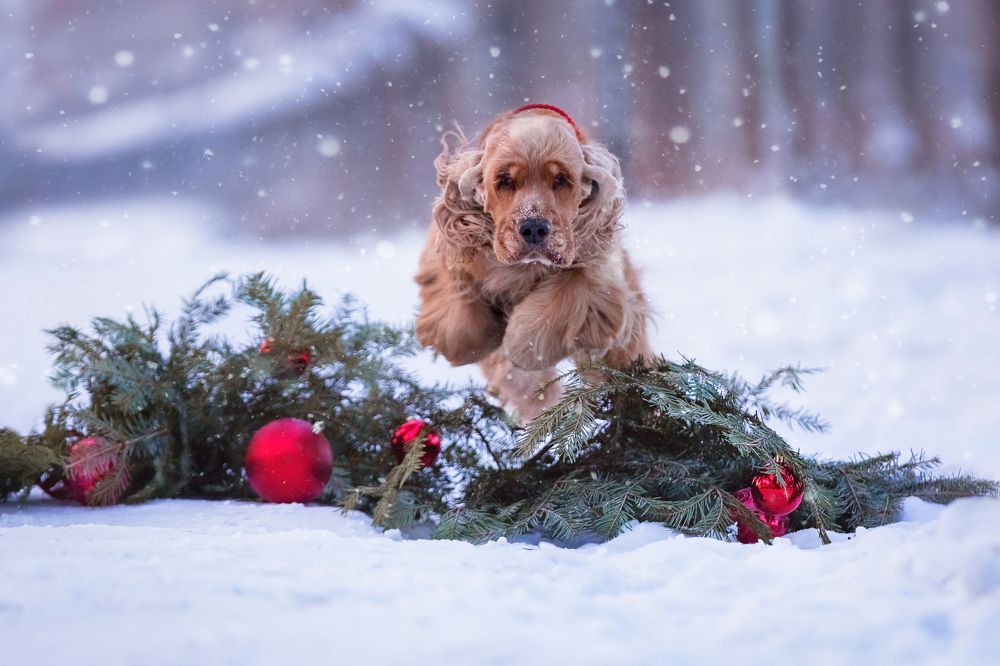Прыжок в Новый год