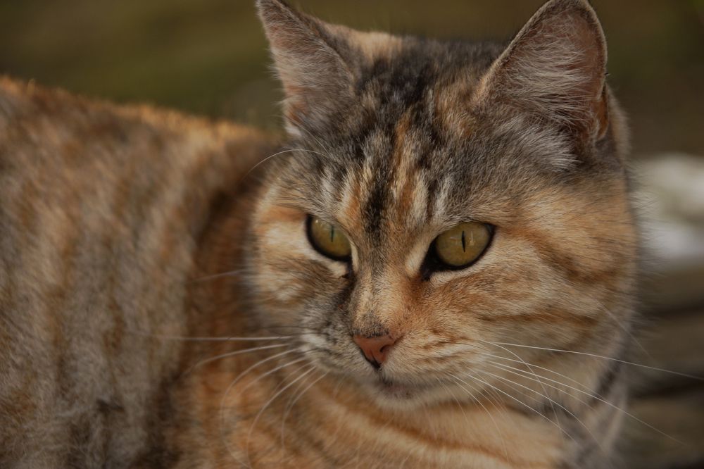 Фотография автора Татьяна Брык