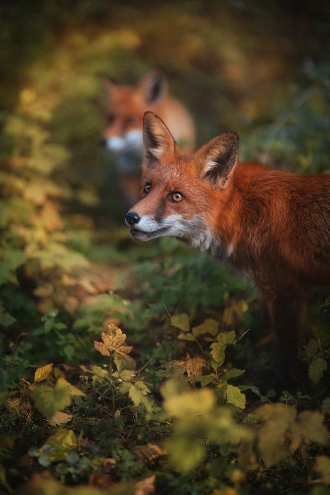 Photograph by Татьяна Максакова