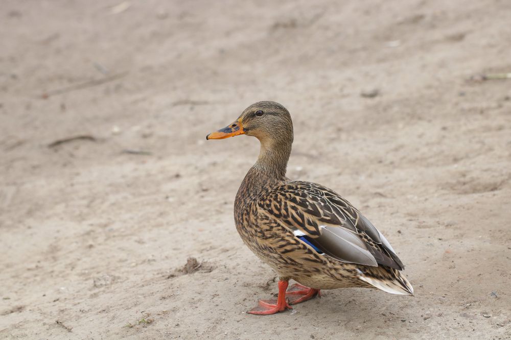 Photograph by Надежда Зайцева