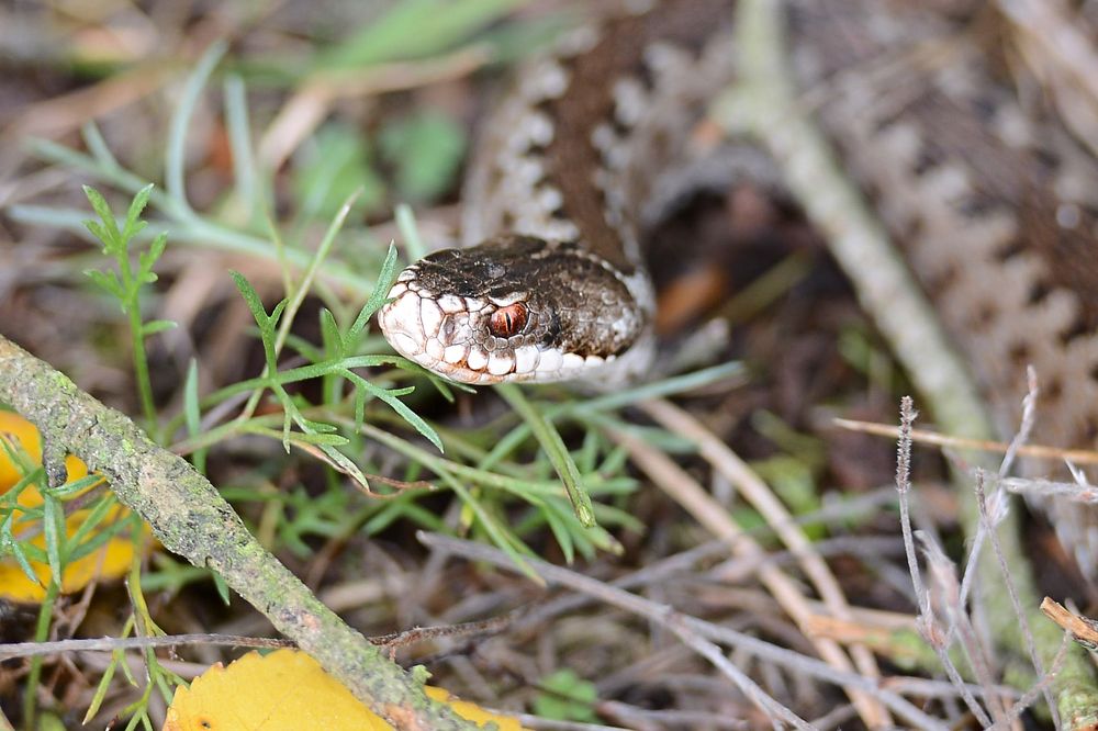 Photograph by Юрий Бичеров