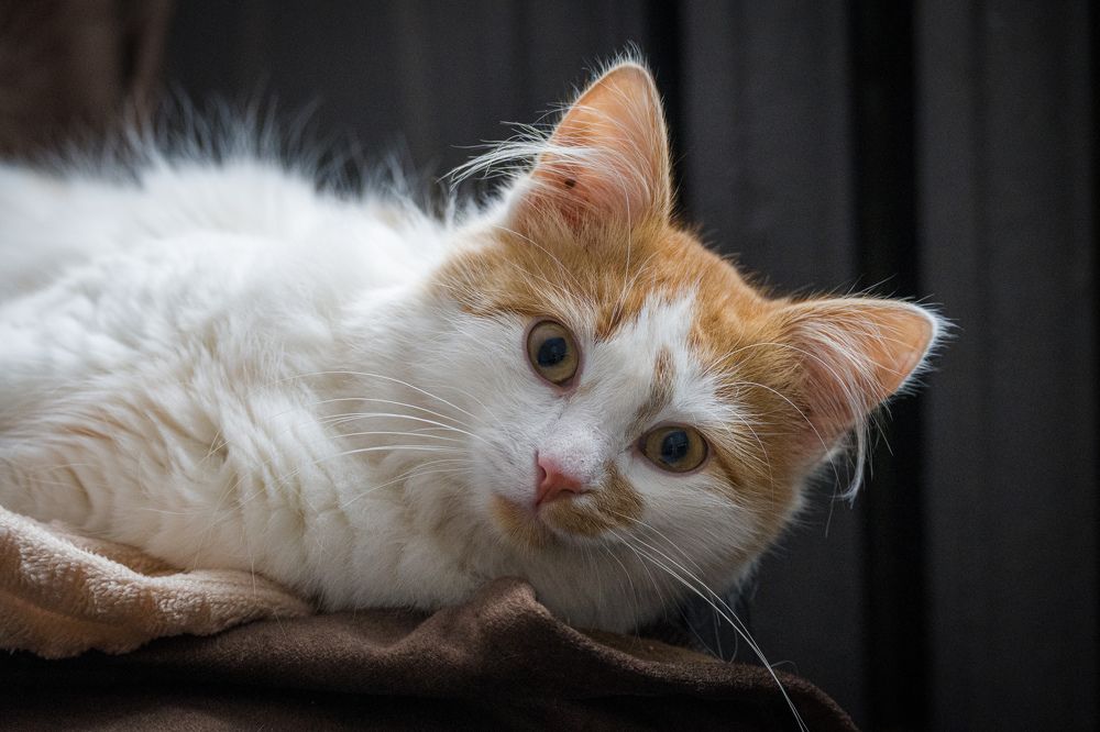 Фотография автора Irina Linina