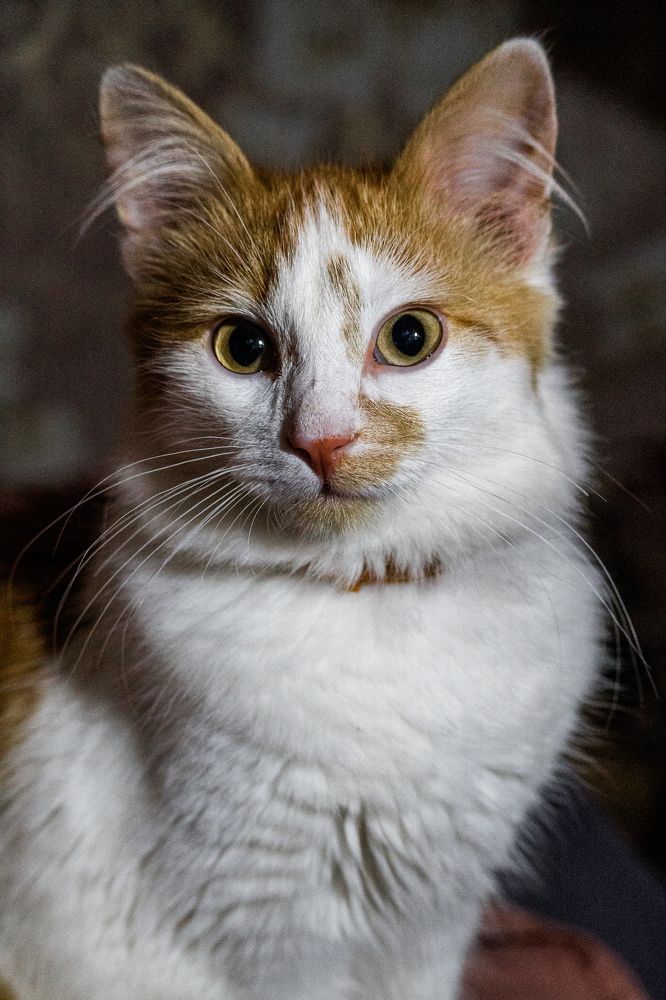 Фотография автора Irina Linina