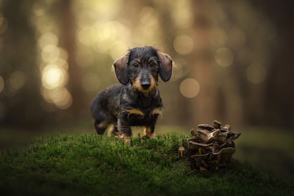 Photograph by Ines Van Doninck