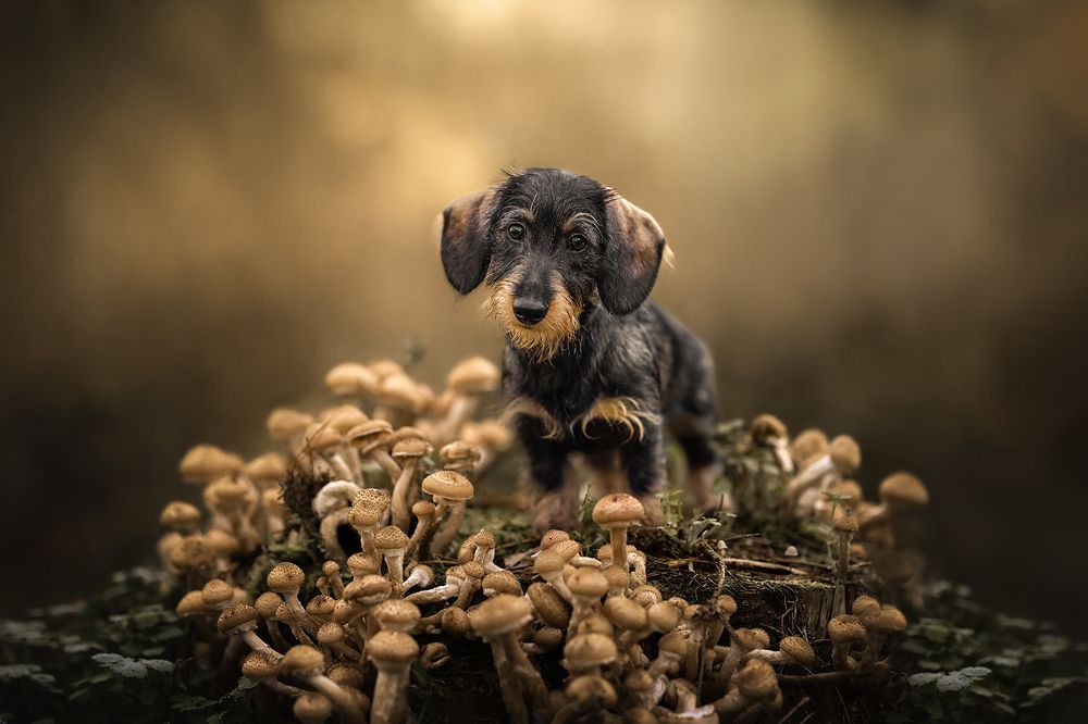 Photograph by Ines Van Doninck