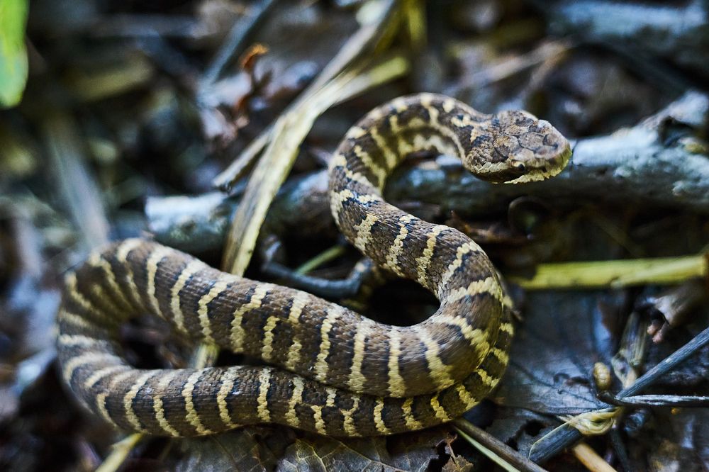 Photograph by Лариса Неман