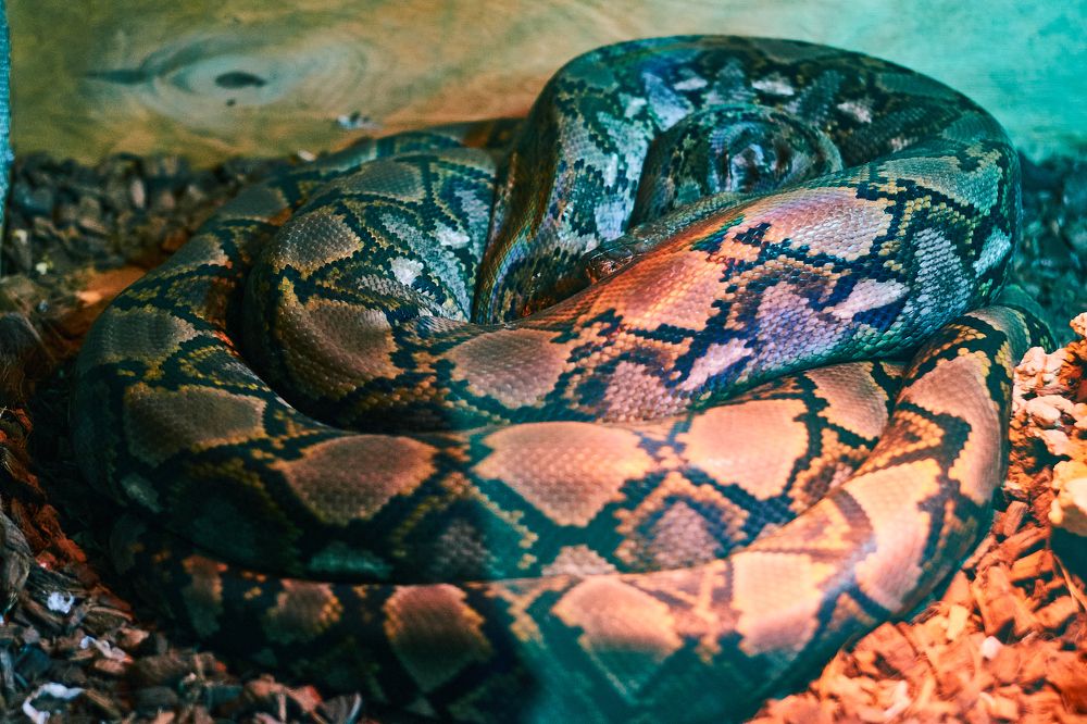 Photograph by Лариса Неман